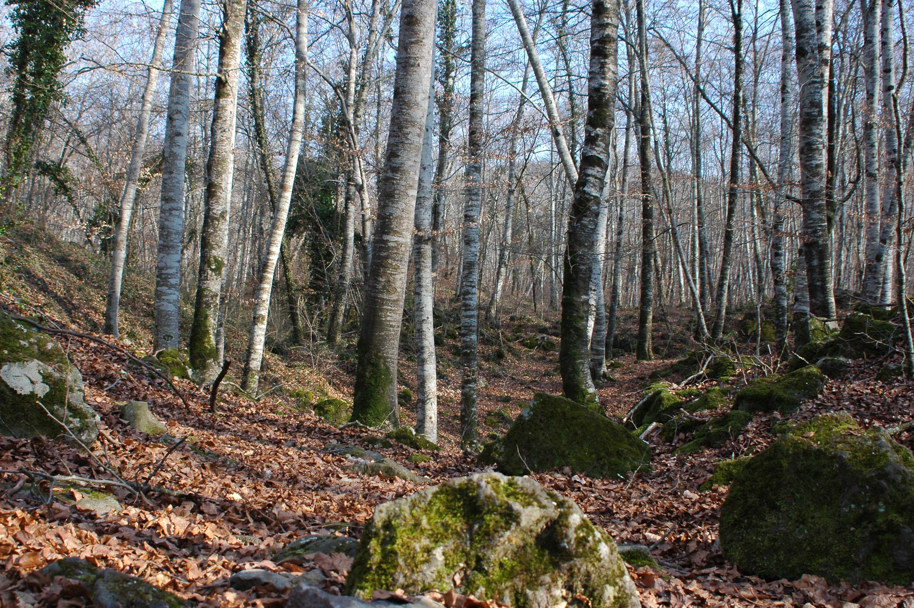 45 - Girona - parque natural de la zona volcanica de la Garrotxa - reserva natural de la fageda d'Jorda